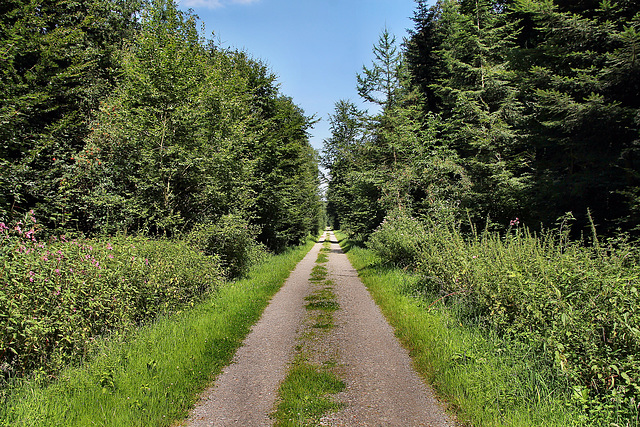 Weg im Lembecker Wald (Dorsten) / 20.07.2024