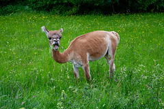 IMG 7088