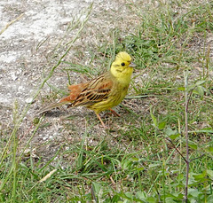 Yellowhammer