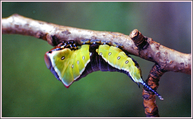 Puss moth caterpillar { Cerura vinula }