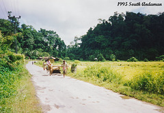 73 South Andaman Scene