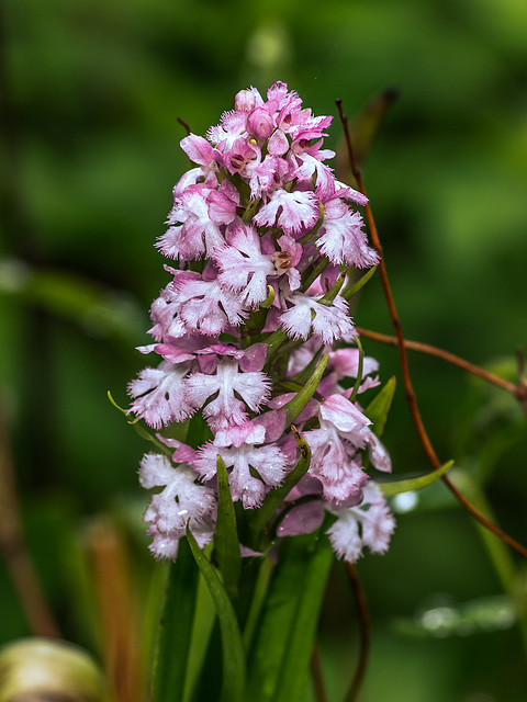 Platanthera psycodes (Small Purple Fringed orchid)