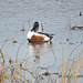 Northern Shoveler