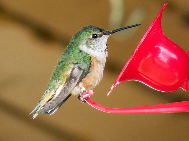 Hummingbird at feeder