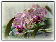 Phalaenopsis