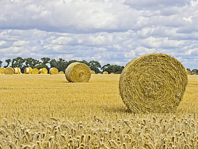 Hay Bales