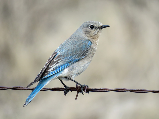 Mountain Bluebird