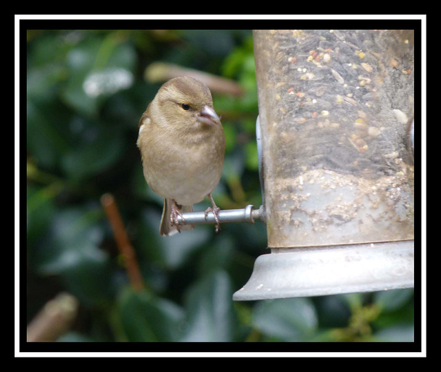 Thurstaston hide (2)