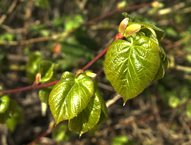 More Of The Tenderness Of New