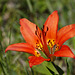 Wood Lily