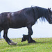 Irish Gypsy Cob on the move!