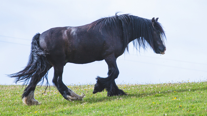 Irish Gypsy Cob on the move!