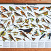 20210831 2789CPw [D~LIP] Singvogeltafel, UWZ, Bad Salzuflen