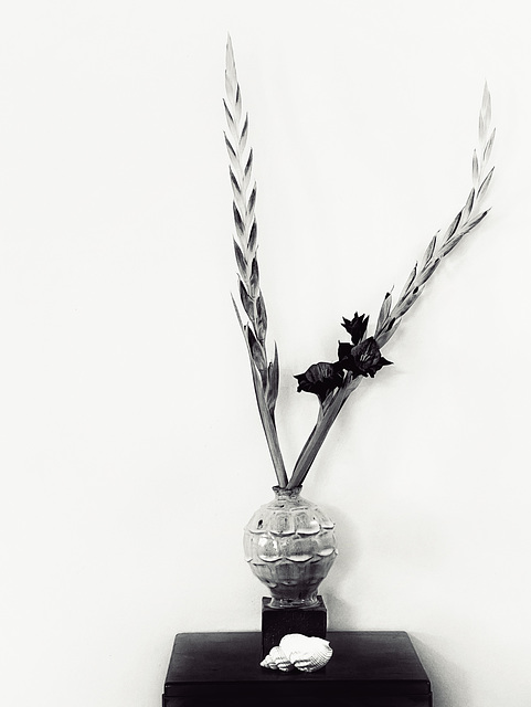 gladioli