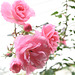 rose DSC 9413 edited