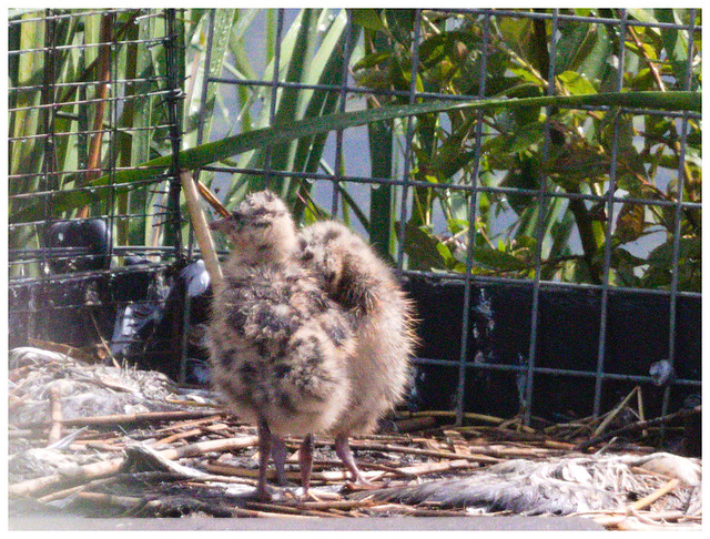 EF7A5447 Common Tern