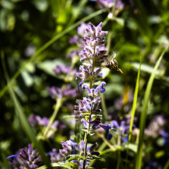 Wildtiere im Garten