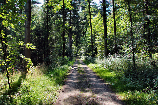 Waldweg (Dorsten) / 20.07.2024