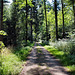 Waldweg (Dorsten) / 20.07.2024