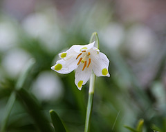 Leucojum vernum (flower)