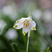 Leucojum vernum (flower)