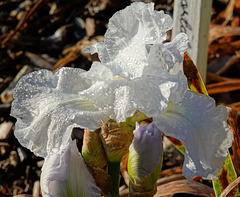 Dewy iris Dewy iris