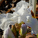Dewy iris