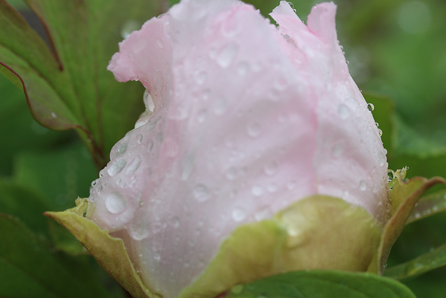 pivoine rose