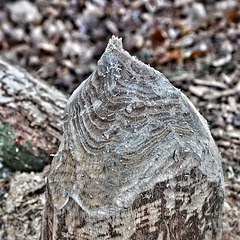 Beaver work