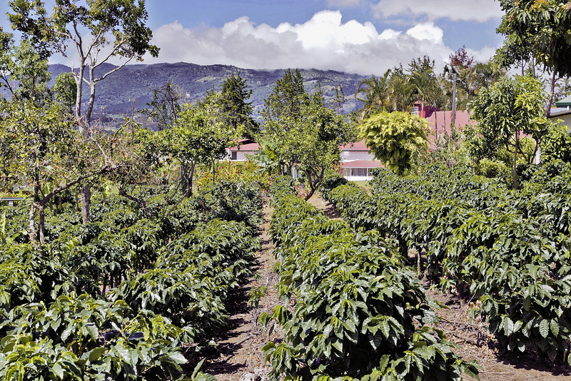 Coffee Plantation – Doka Estate, San Luis de Sabanilla, Alajuela Province, Costa Rica