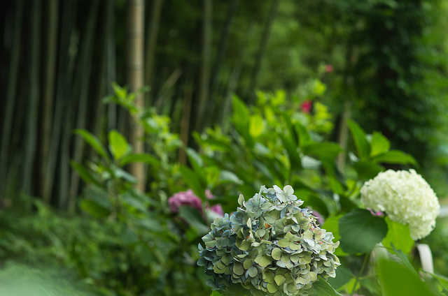 Hydrangea and bamboo forest