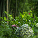 Hydrangea and bamboo forest