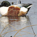 Northern Shoveler