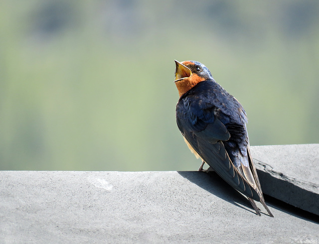 Barn Swallow