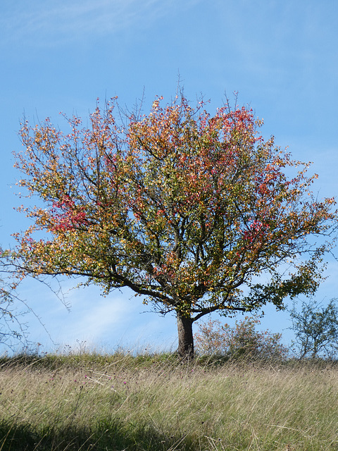 Herbstbaum