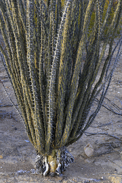 Ocotillo Stems