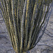 Ocotillo Stems