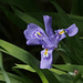 Dwarf Lake Iris