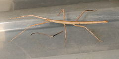 IMG 4471Stickinsect