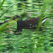 The Pond Moorhen and chicks