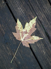 15/50 maple leaf, feuille d'érable