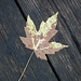 15/50 maple leaf, feuille d'érable