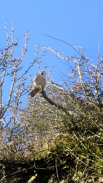 Peregrine falcon