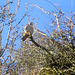 Peregrine falcon