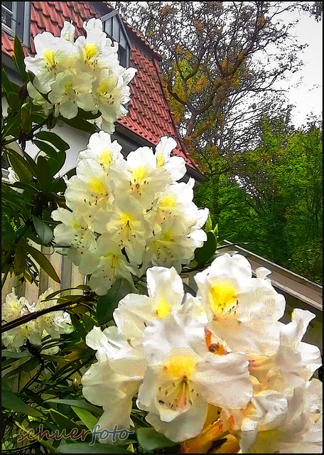 Rhododendron