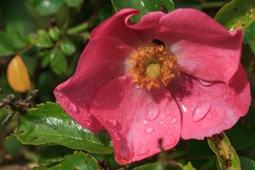 In meinem Garten - die Farben des Sommers