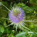 20210831 2790CPw [D~LIP] Wilde Karde (Dipsacus sylvestris), UWZ, Bad Salzuflen