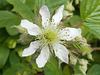 gdn - bramble in close-up