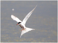 EF7A5449 Common Tern