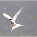 EF7A5449 Common Tern